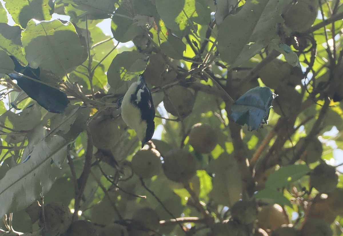 Southern Hyliota - ML646951349