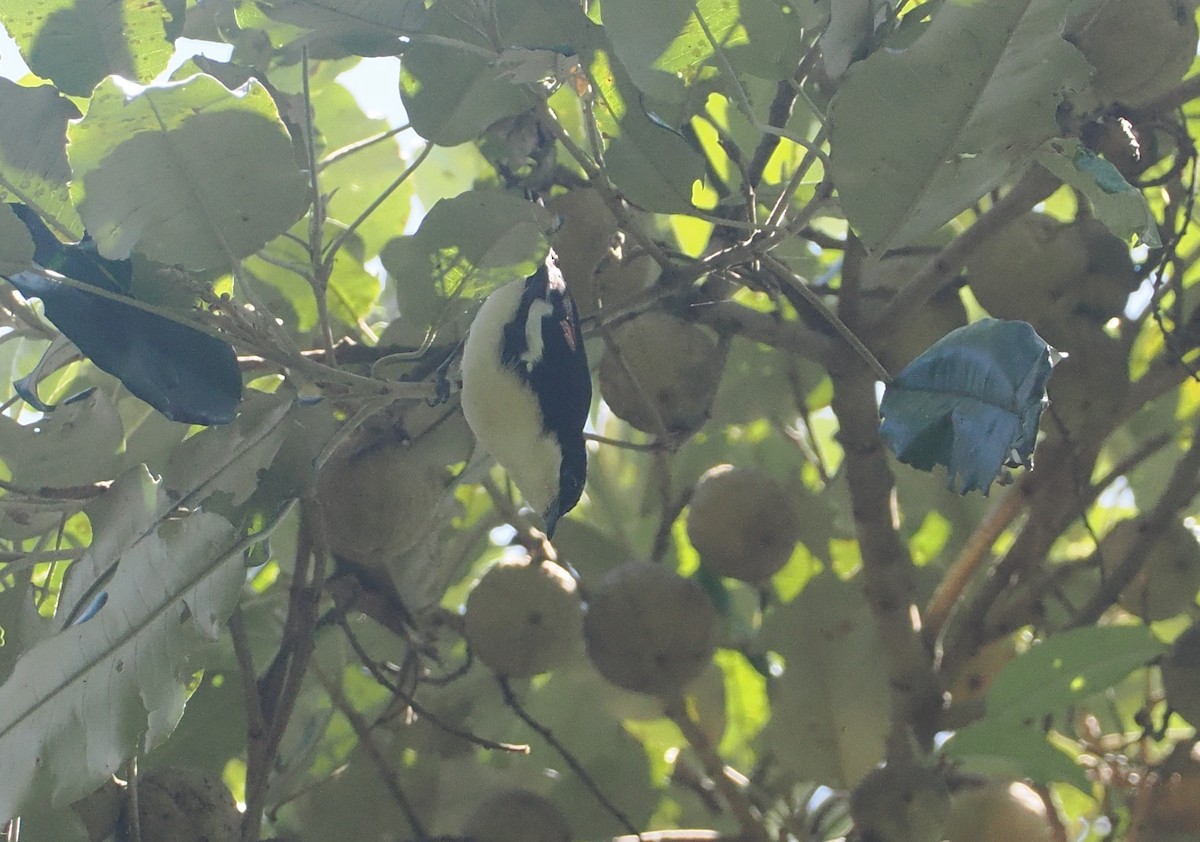 Southern Hyliota - ML646951353