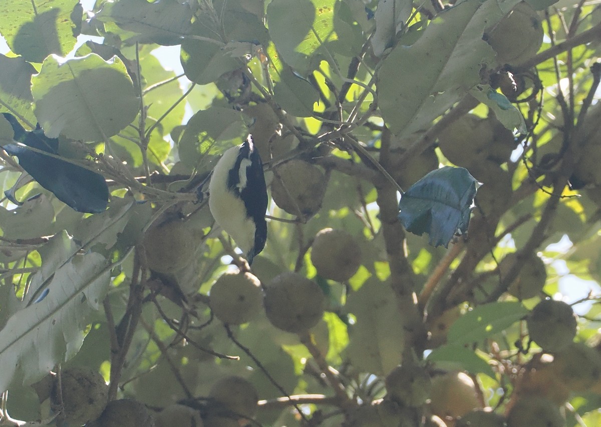 Southern Hyliota - ML646951356