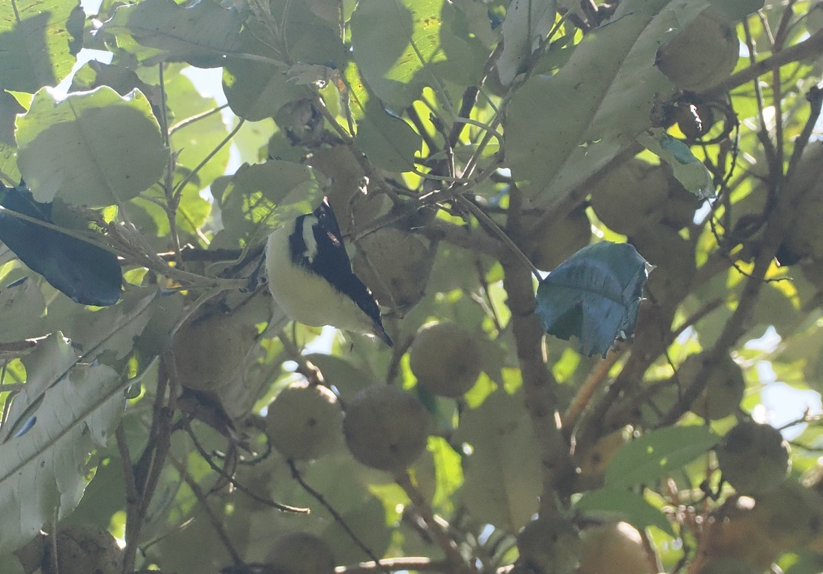 Southern Hyliota - ML646951360