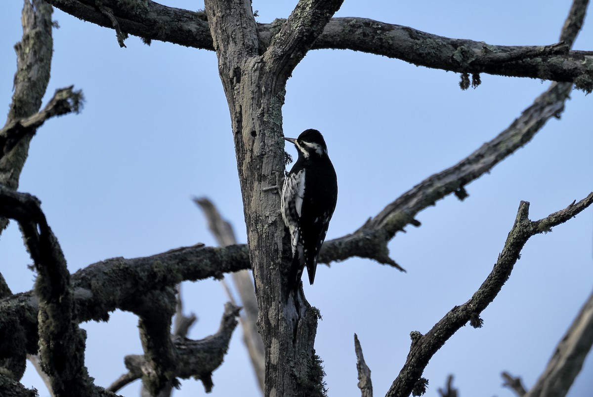 Williamson's Sapsucker - ML646951361