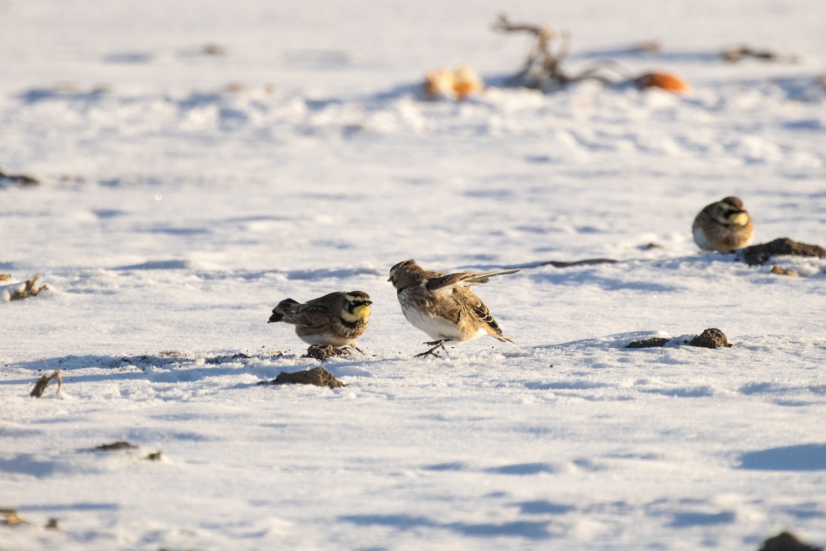 Kulaklı Toygar - ML646951363