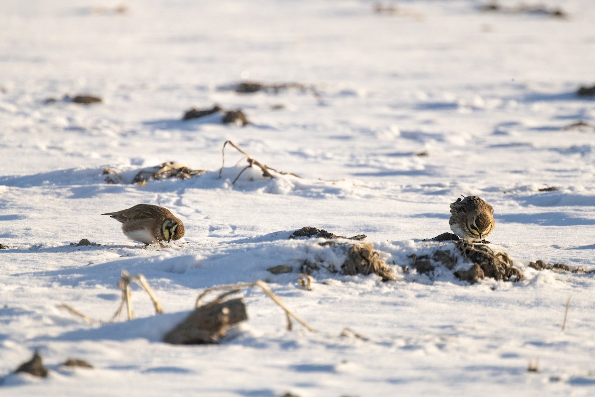 Kulaklı Toygar - ML646951364