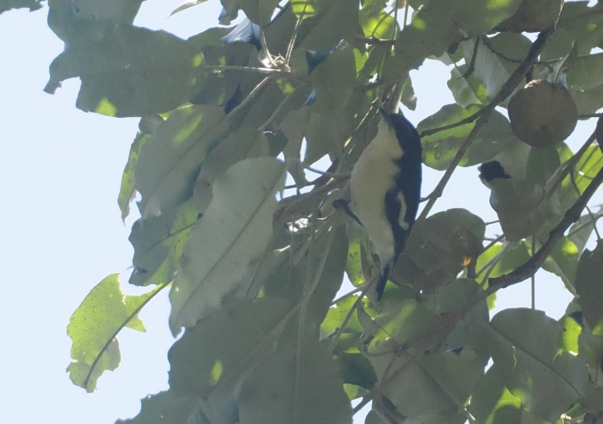 Southern Hyliota - ML646951365