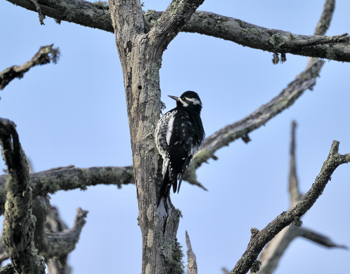 Williamson's Sapsucker - ML646951370