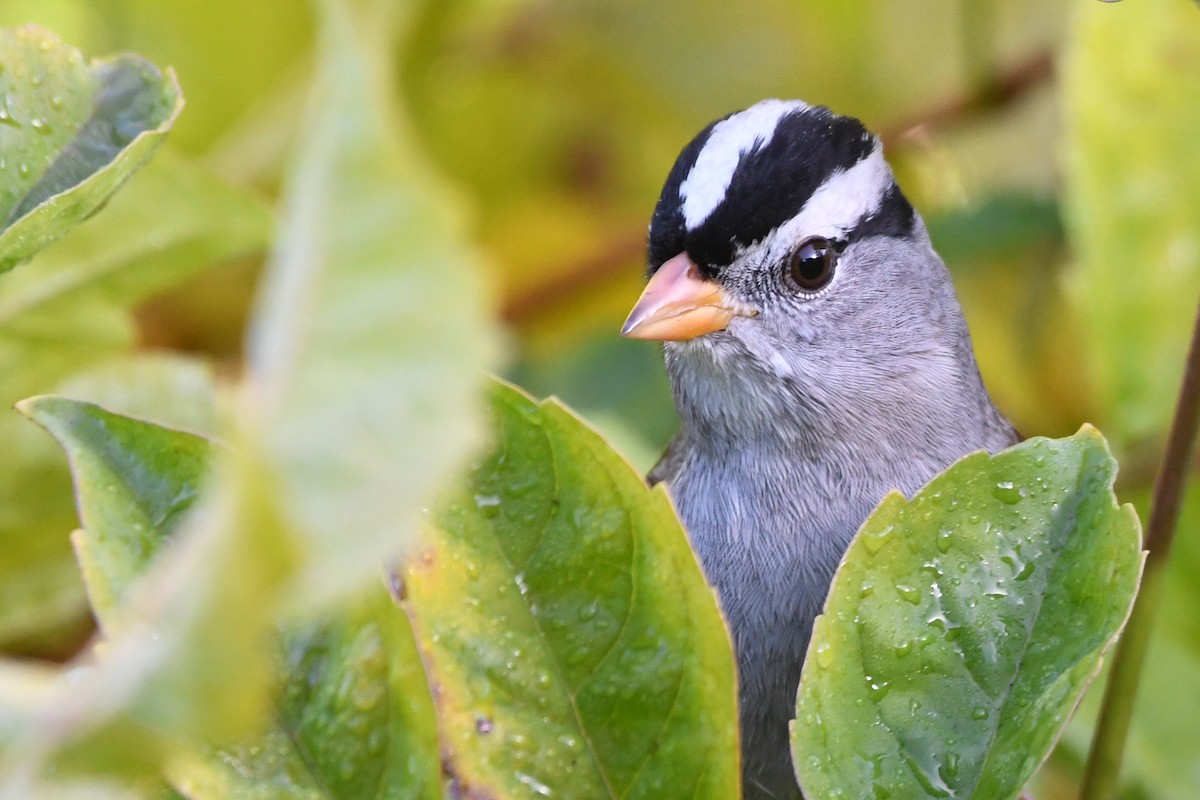 strnadec bělopásý - ML646951371