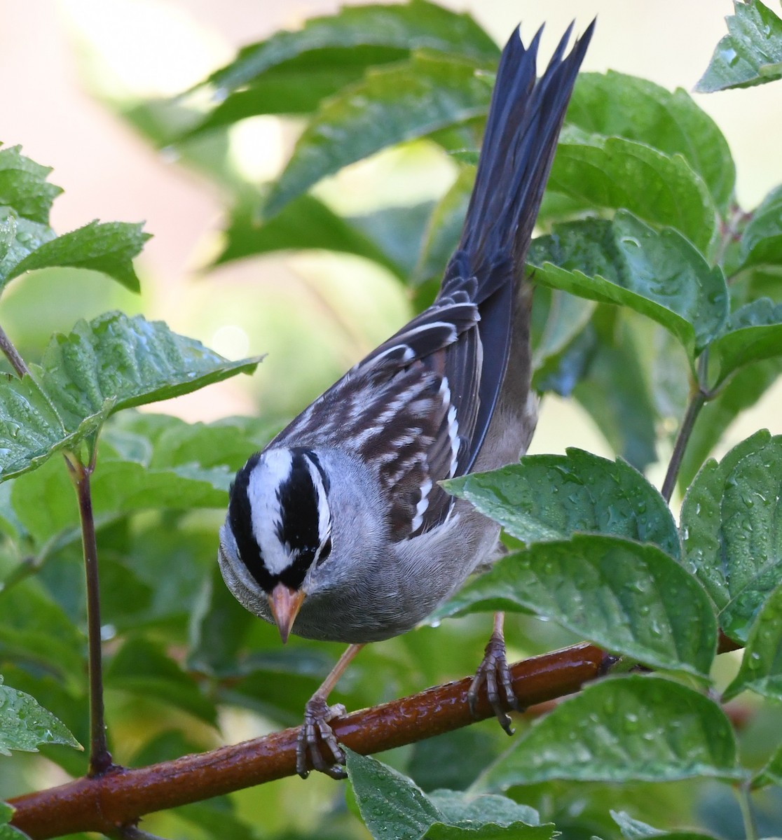 strnadec bělopásý - ML646951373