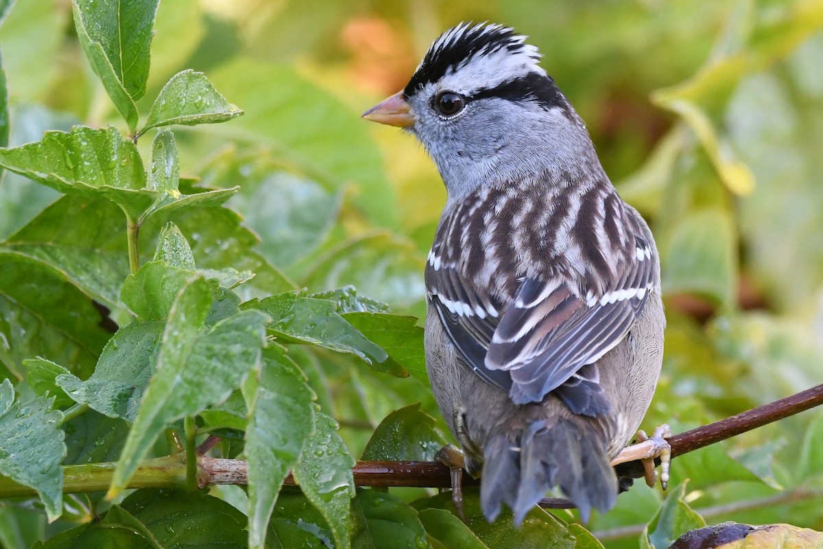 strnadec bělopásý - ML646951374