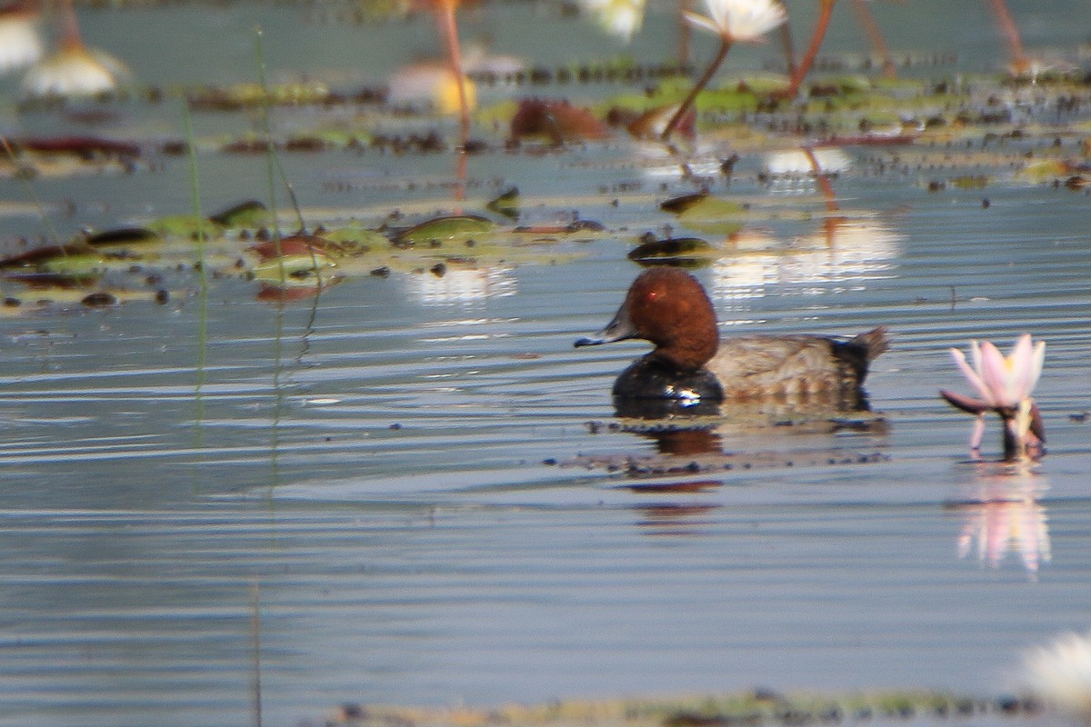 Common Pochard - ML646951375