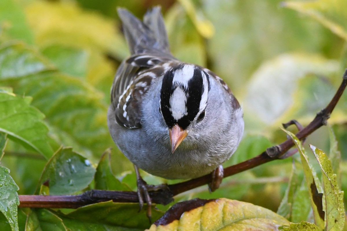 strnadec bělopásý - ML646951376