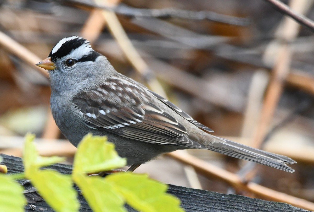 strnadec bělopásý - ML646951377