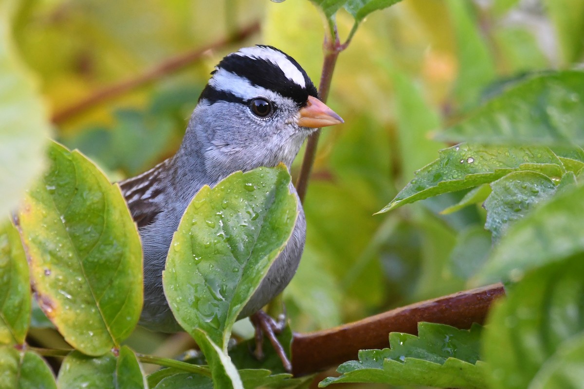 strnadec bělopásý - ML646951378