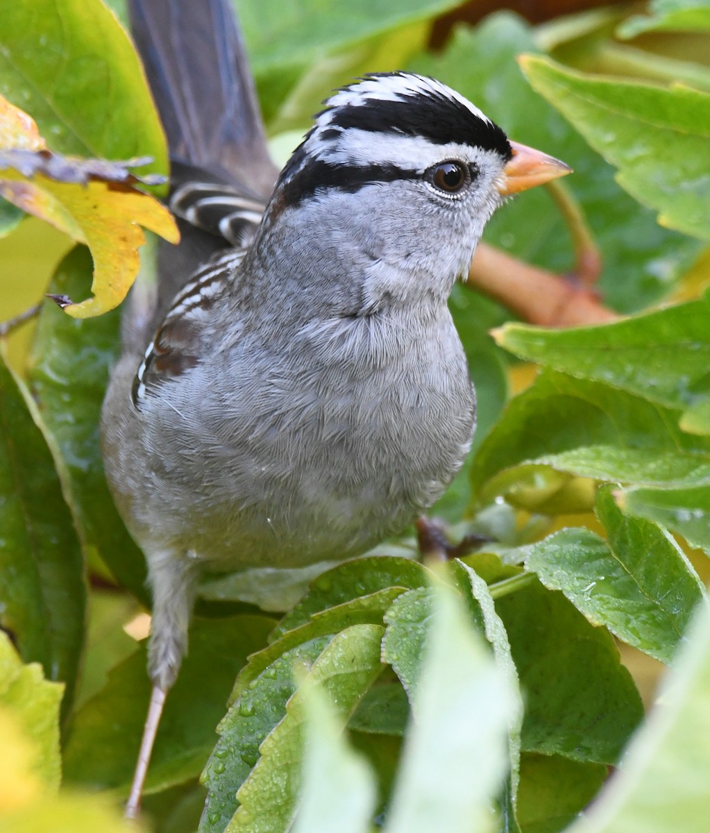 strnadec bělopásý - ML646951379