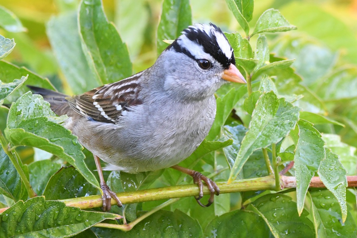 strnadec bělopásý - ML646951381