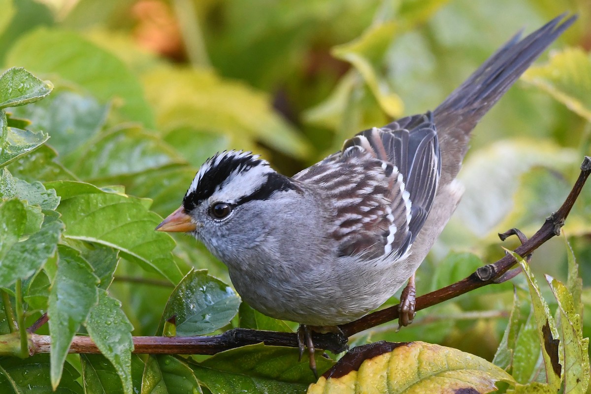 strnadec bělopásý - ML646951382