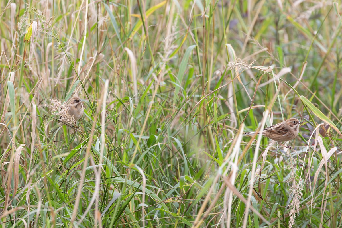 Полярная овсянка - ML646951385