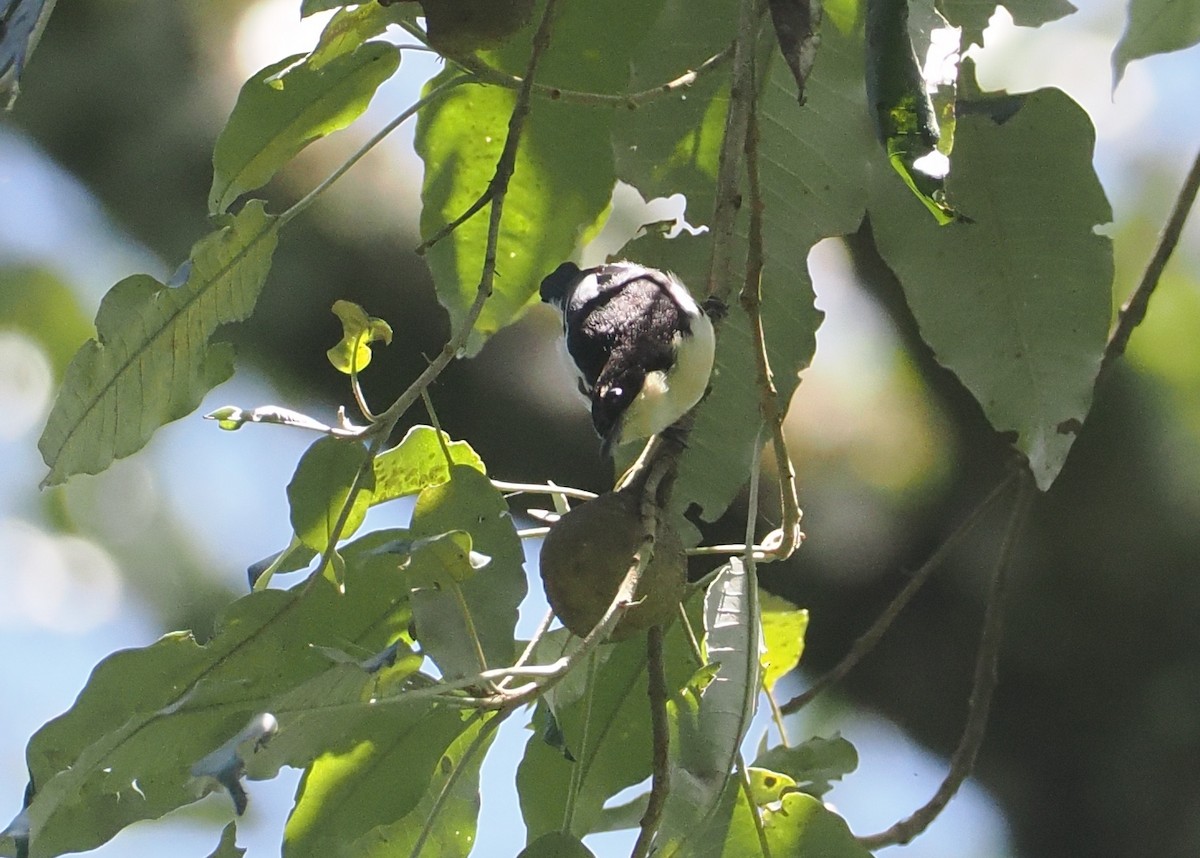 Southern Hyliota - ML646951386