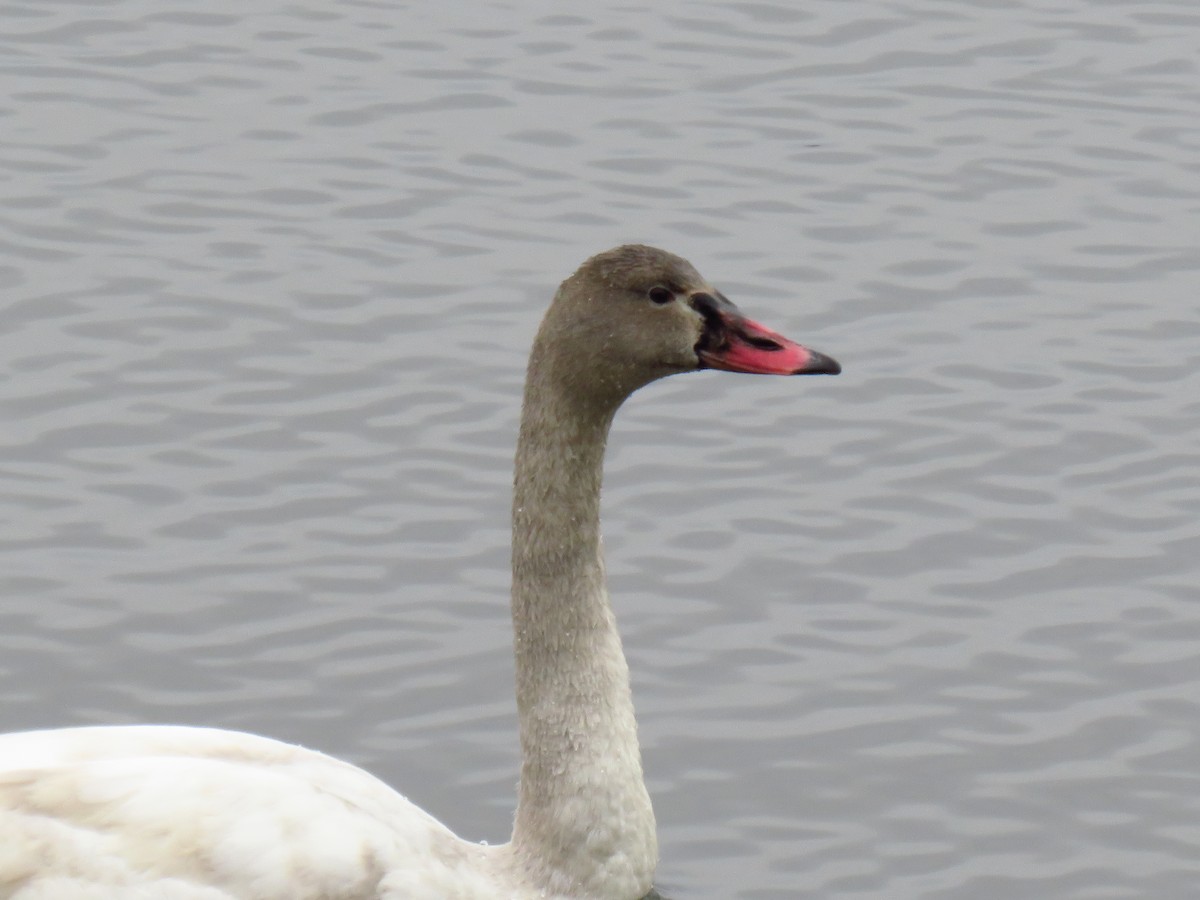 Лебідь чорнодзьобий - ML646951387