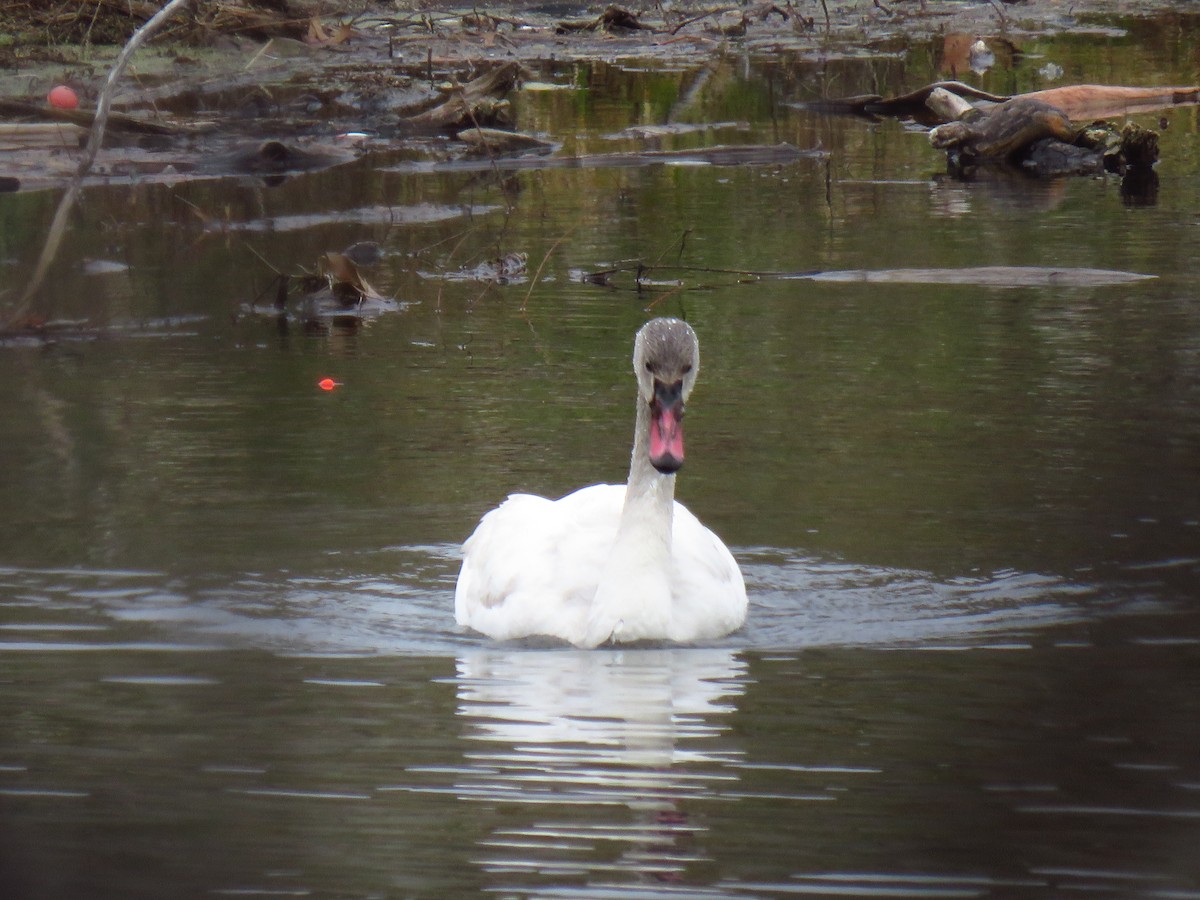 Лебідь чорнодзьобий - ML646951388