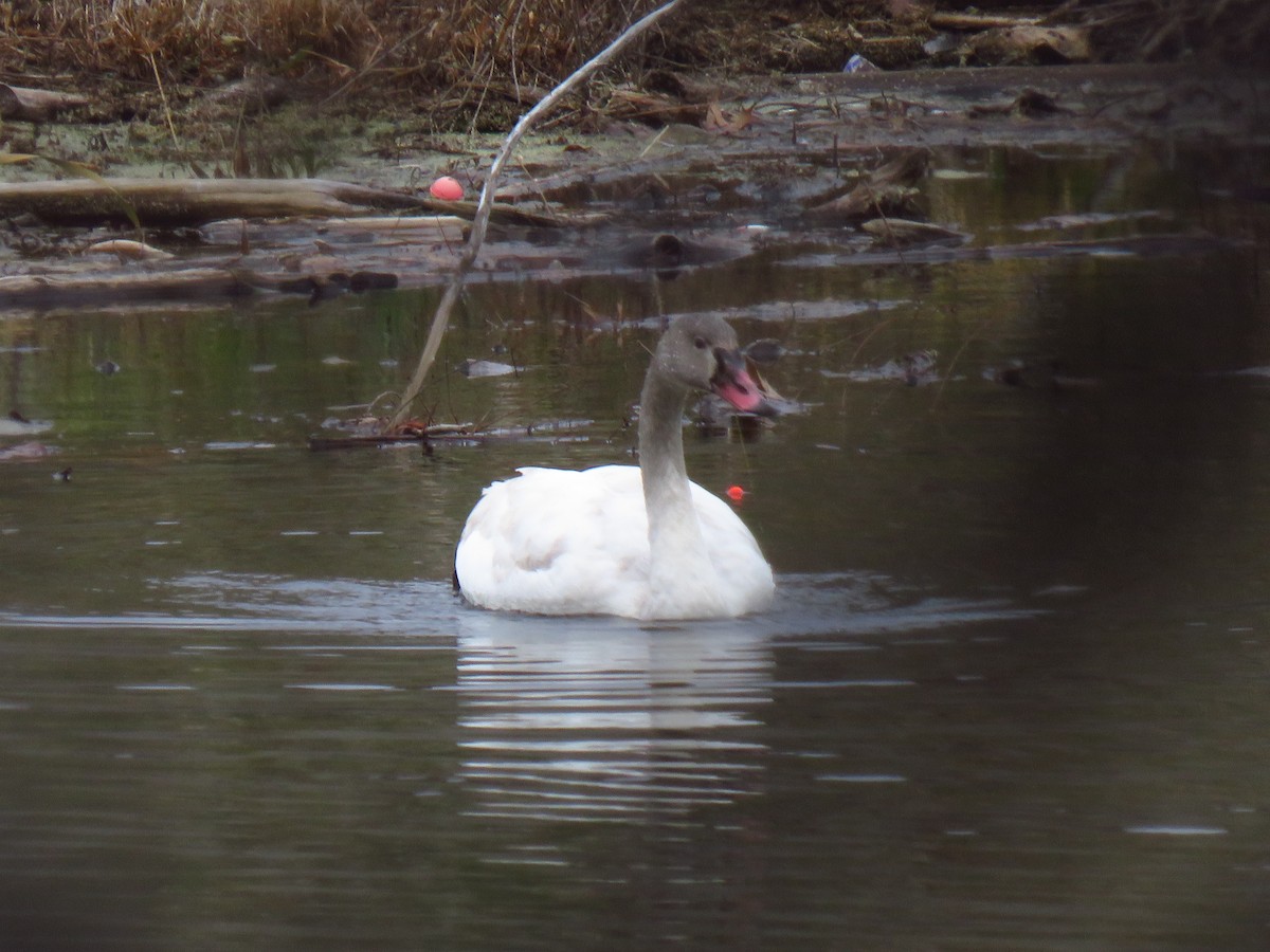 Лебідь чорнодзьобий - ML646951389