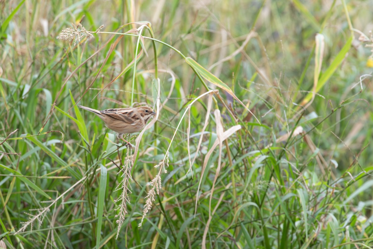 Полярная овсянка - ML646951395