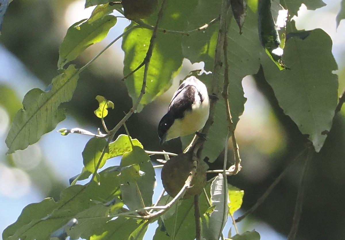 Southern Hyliota - ML646951396