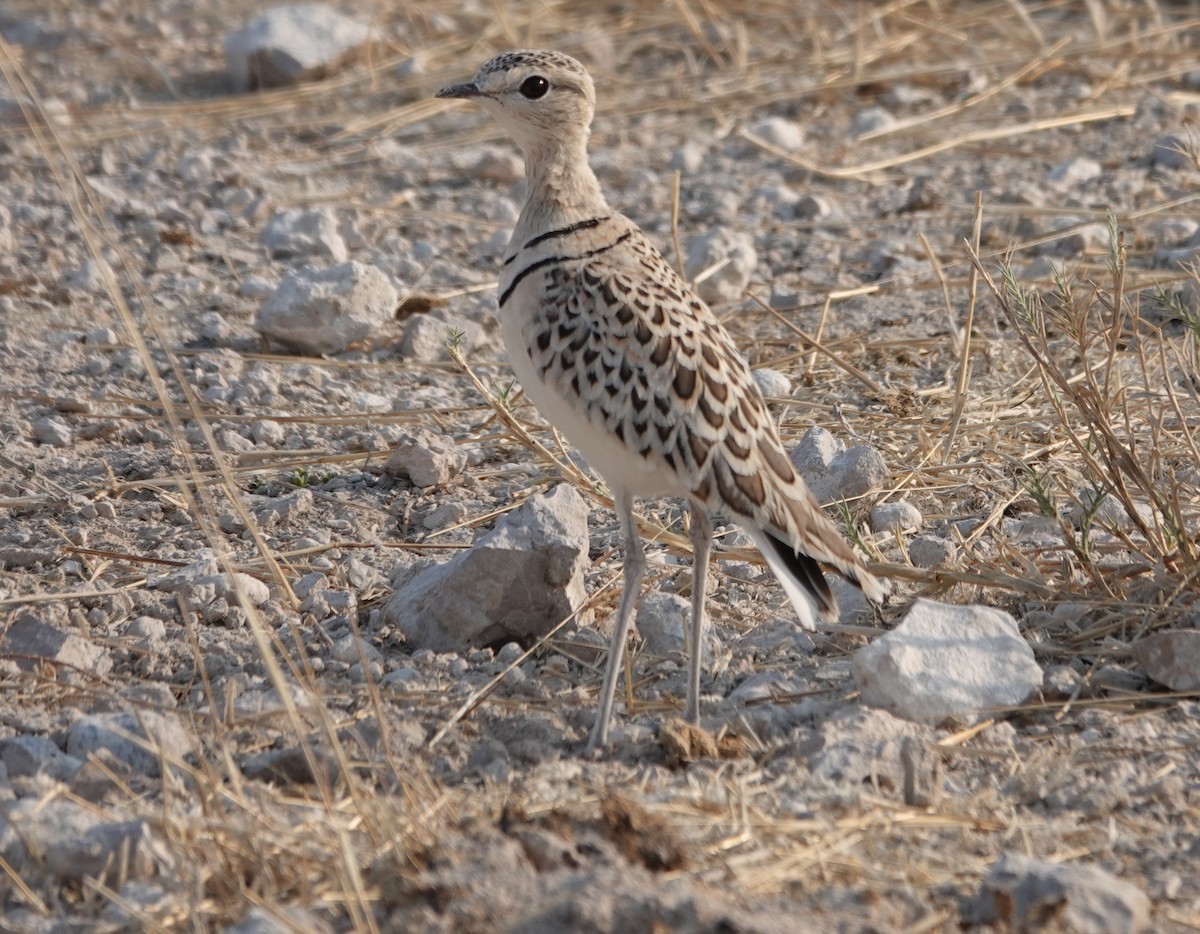 Бігунець смугастоволий - ML646951397