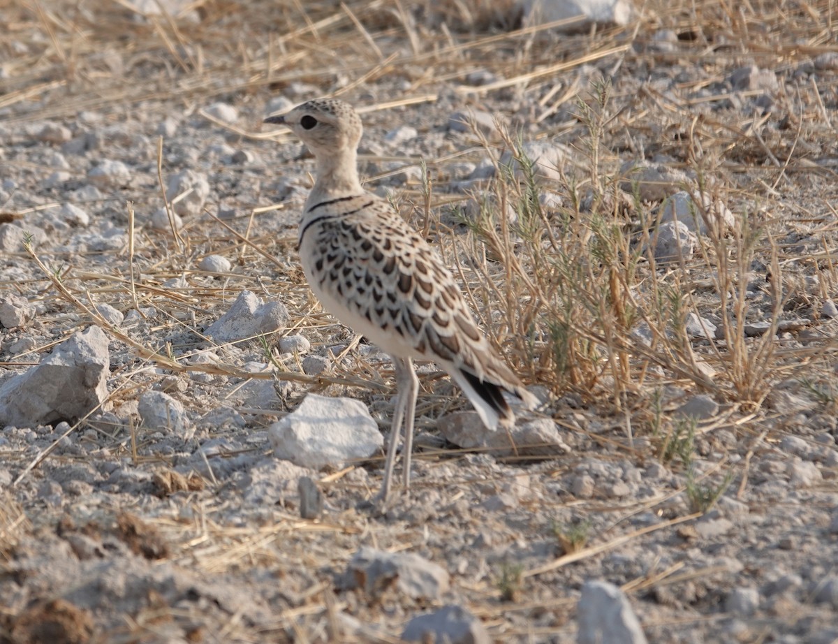 Бігунець смугастоволий - ML646951398