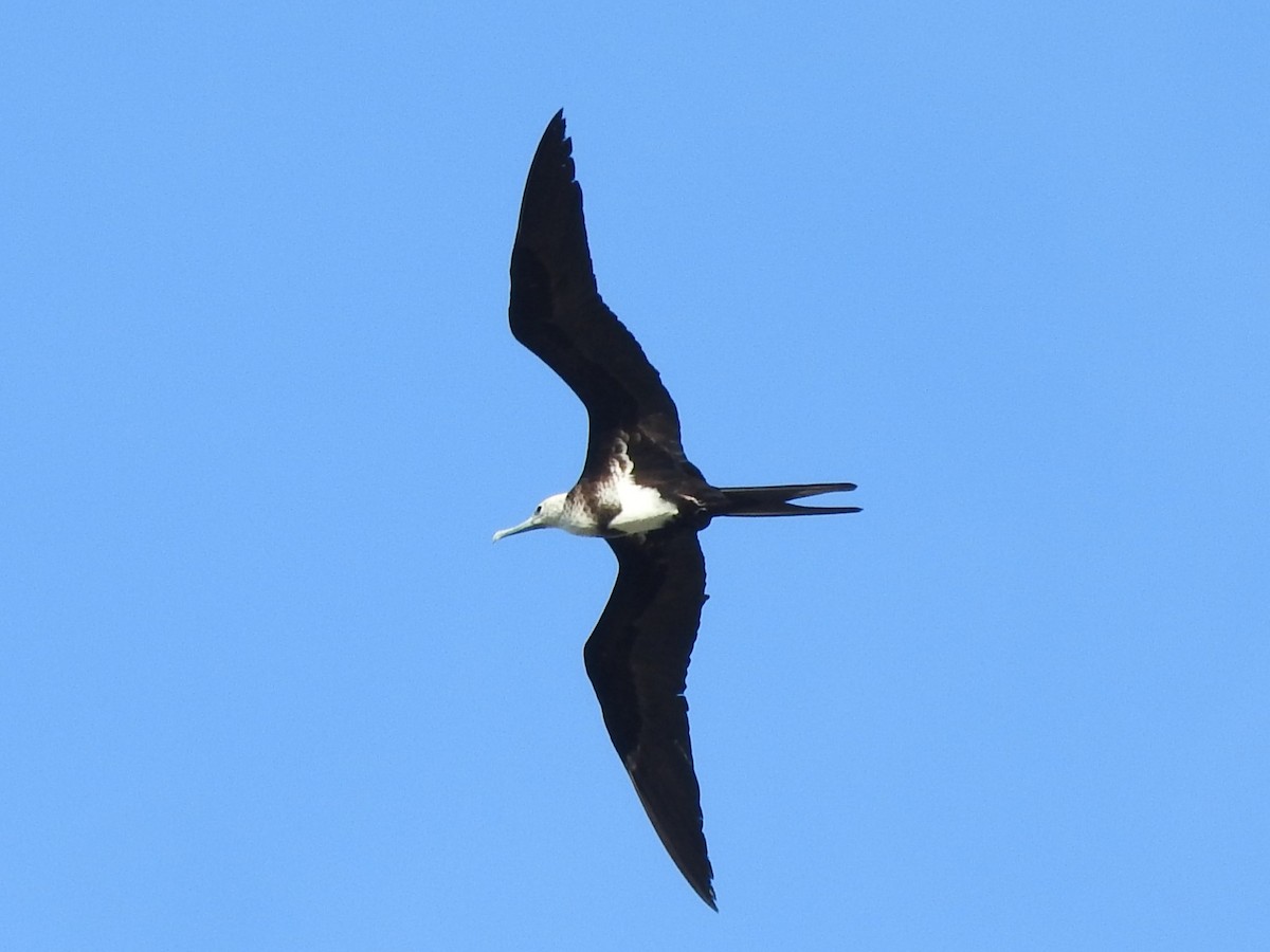 Lesser Frigatebird - ML646951400
