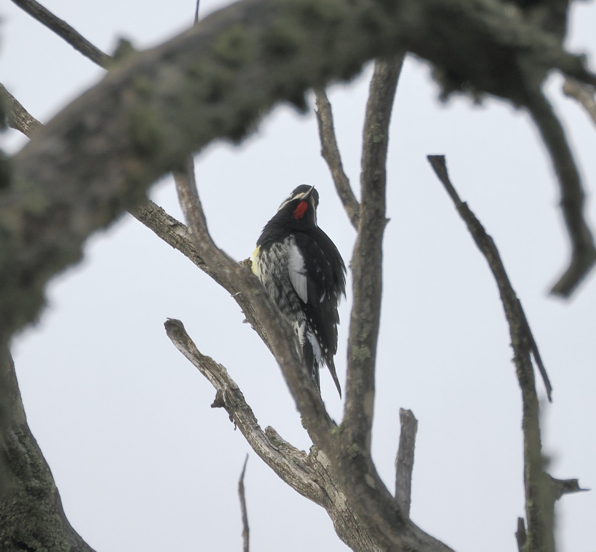Williamson's Sapsucker - ML646951401