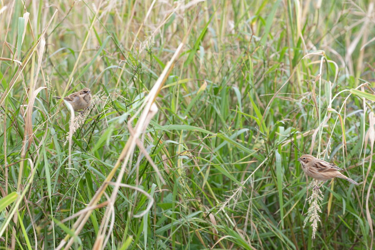 Полярная овсянка - ML646951402