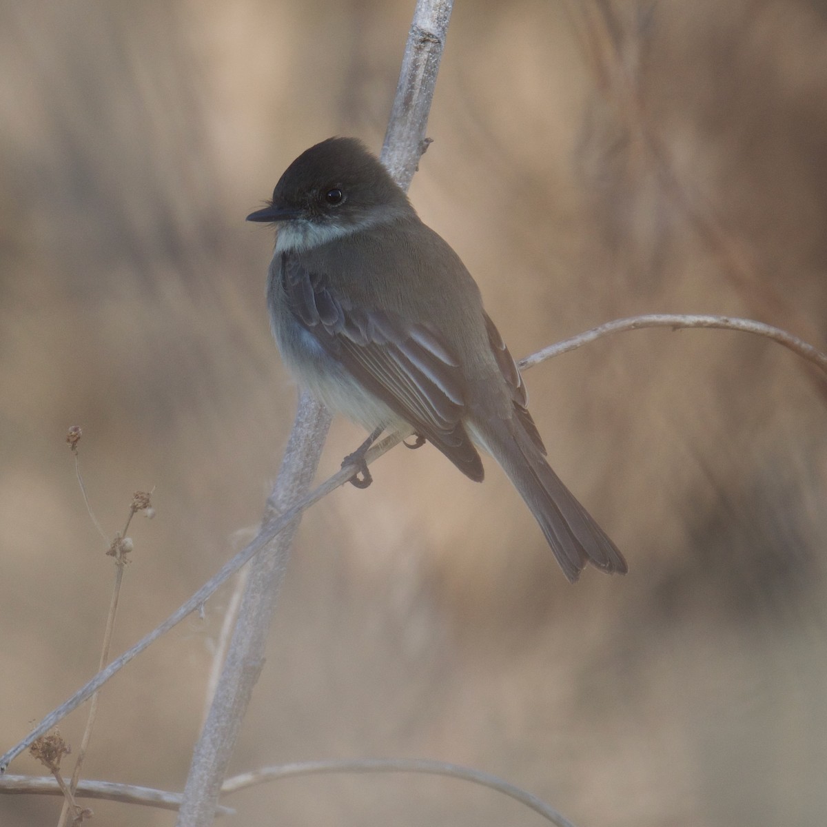 Mosquero Fibí - ML646951408