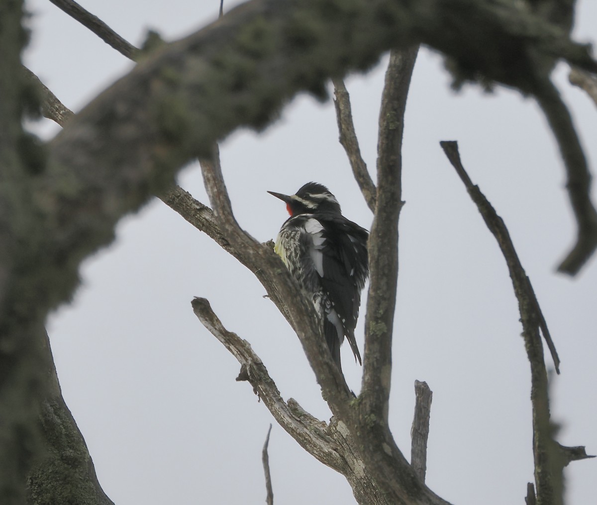Williamson's Sapsucker - ML646951417