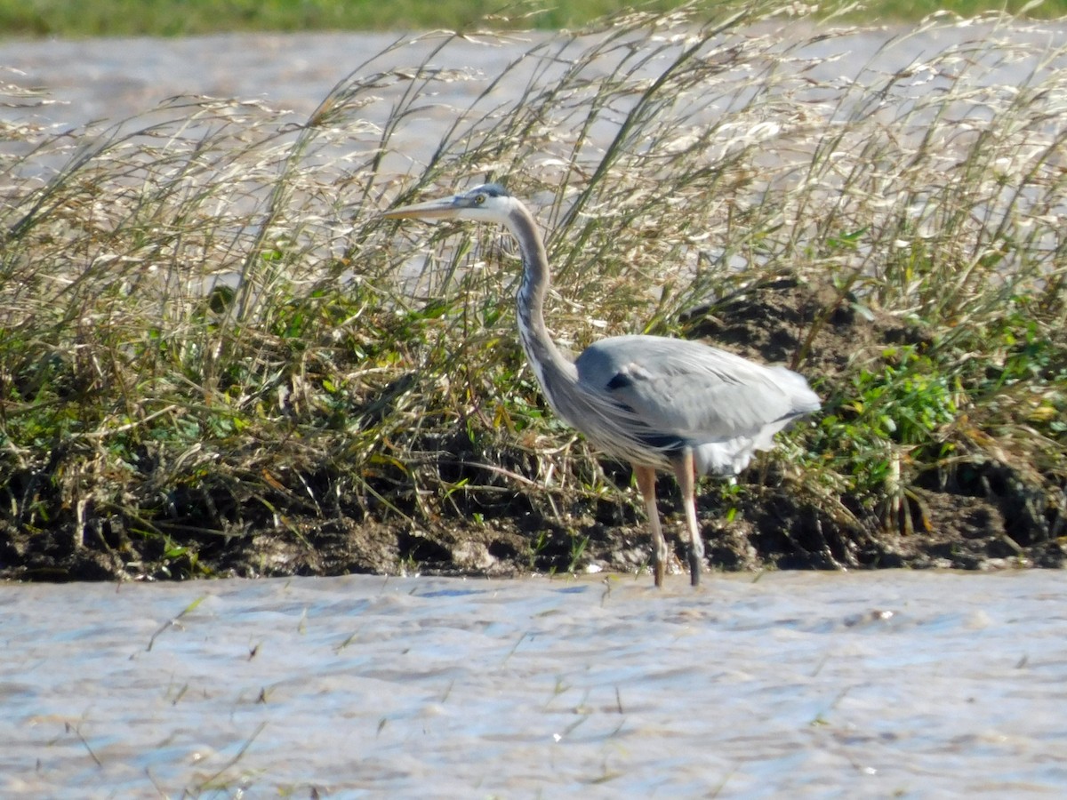 Garza Azulada - ML646951423