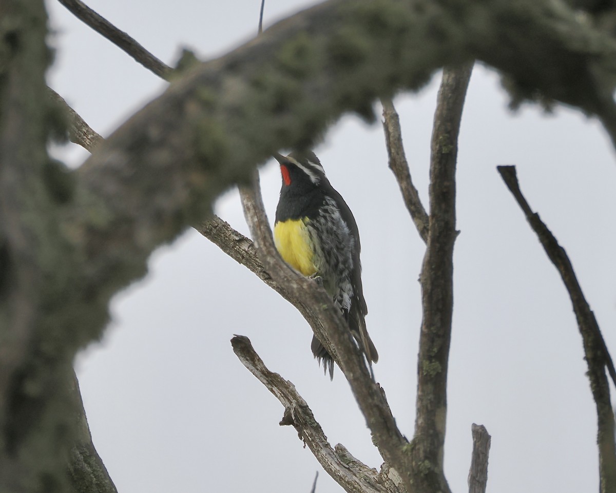 Williamson's Sapsucker - ML646951424