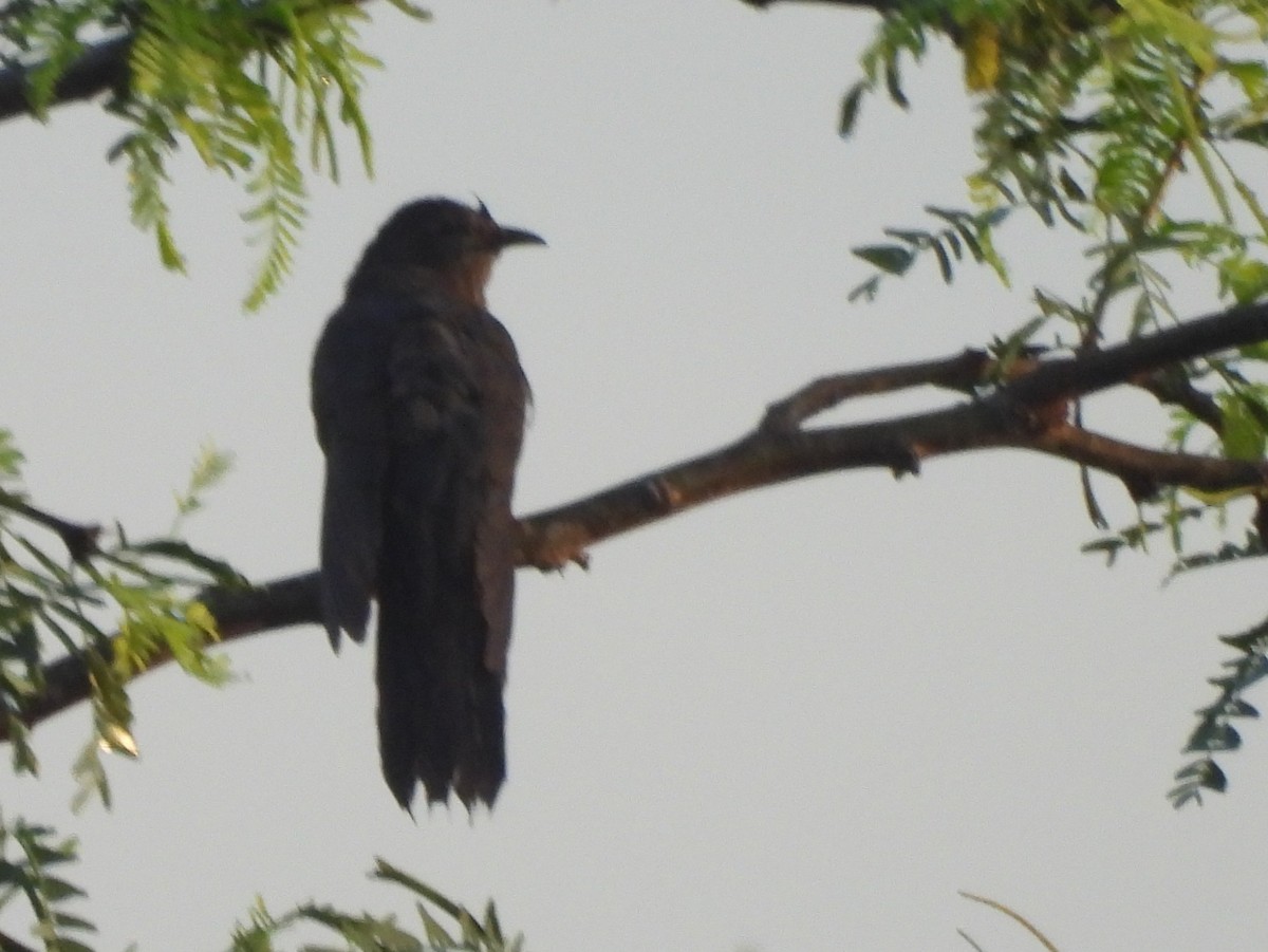 Кукавка мала - ML646951428