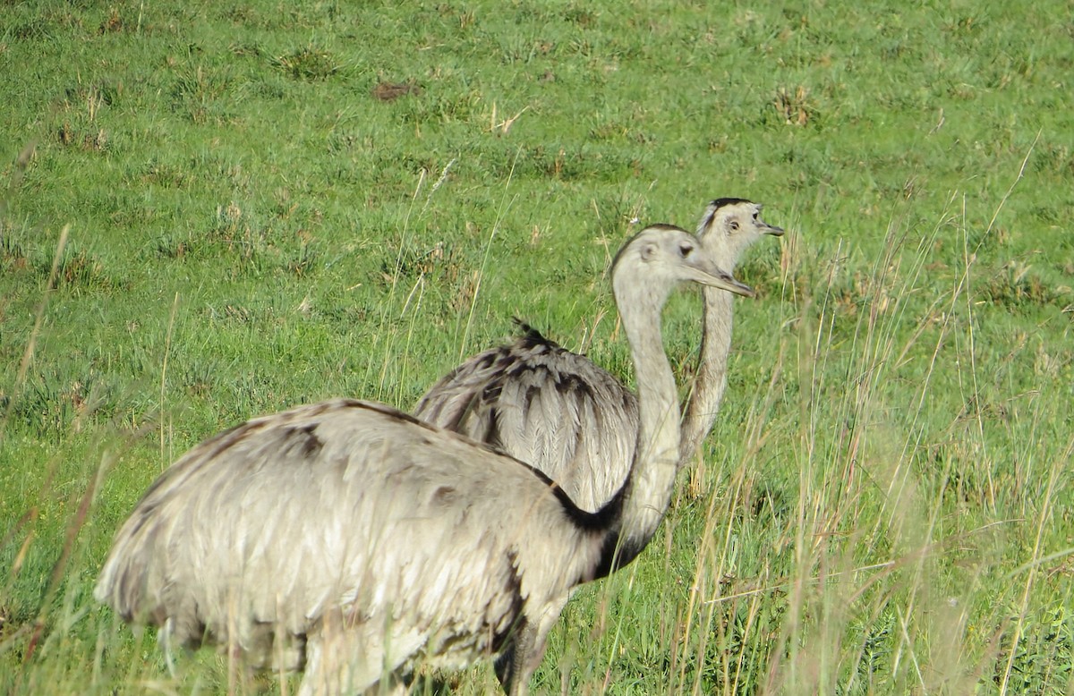 Ñandu nagusia - ML646951429