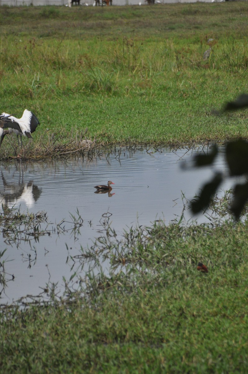 Black-bellied Whistling-Duck - ML646951430