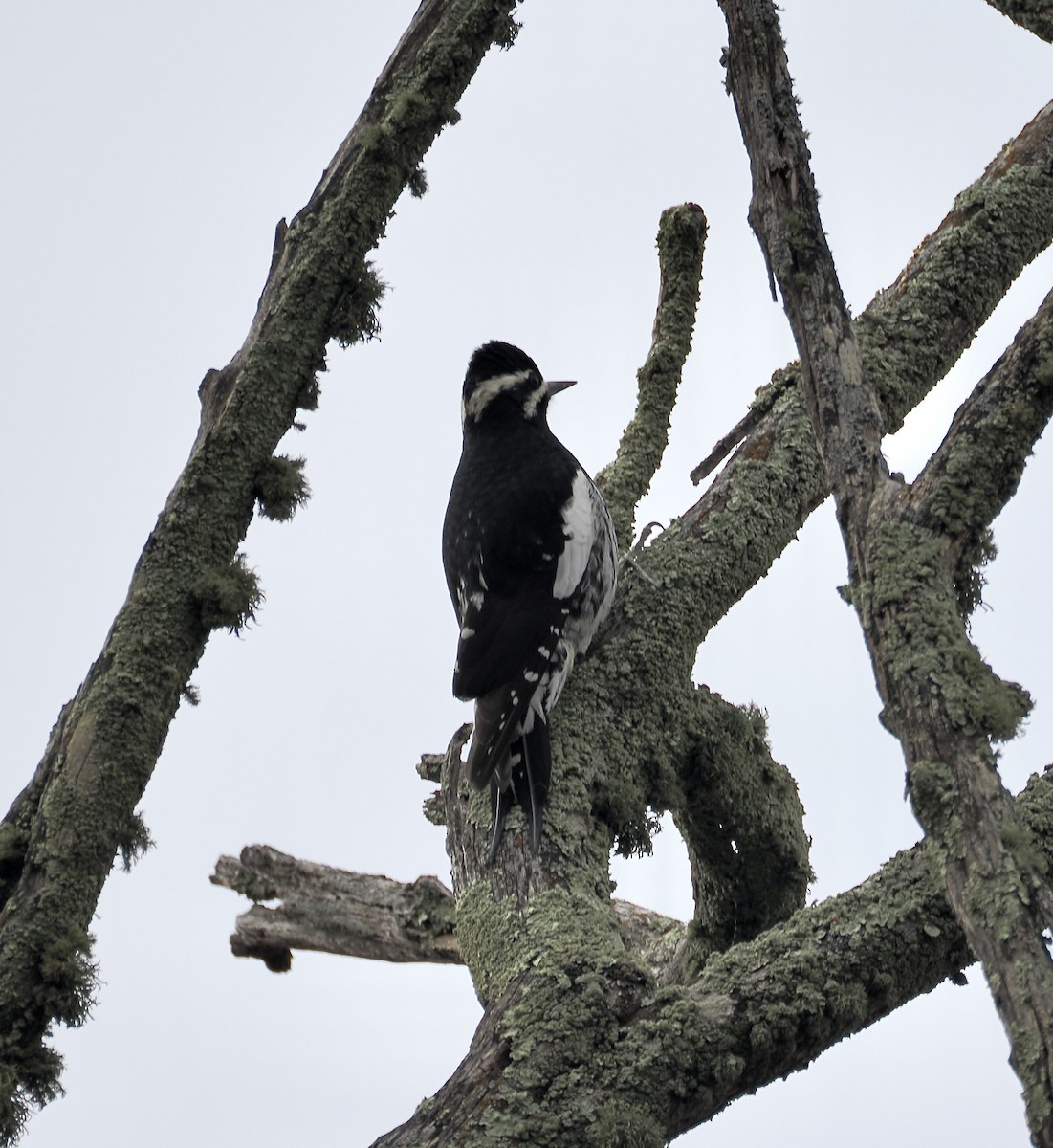 Williamson's Sapsucker - ML646951431