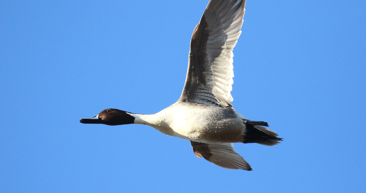 尖尾鴨 - ML646951432