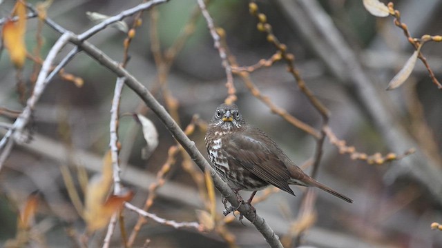 Fox Sparrow (Sooty) - ML646951434