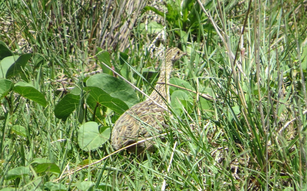 Tinamou tacheté - ML646951437