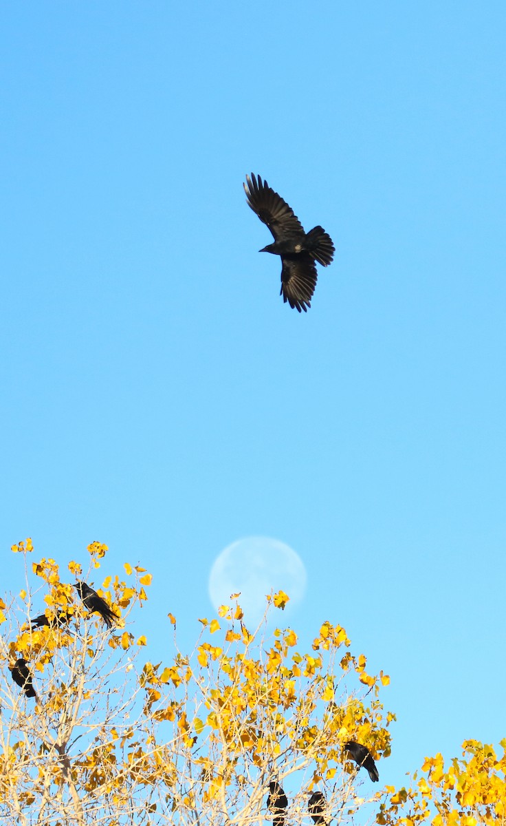 American Crow - ML646951438