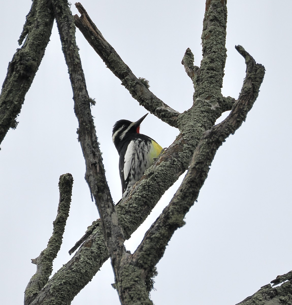 Williamson's Sapsucker - ML646951439