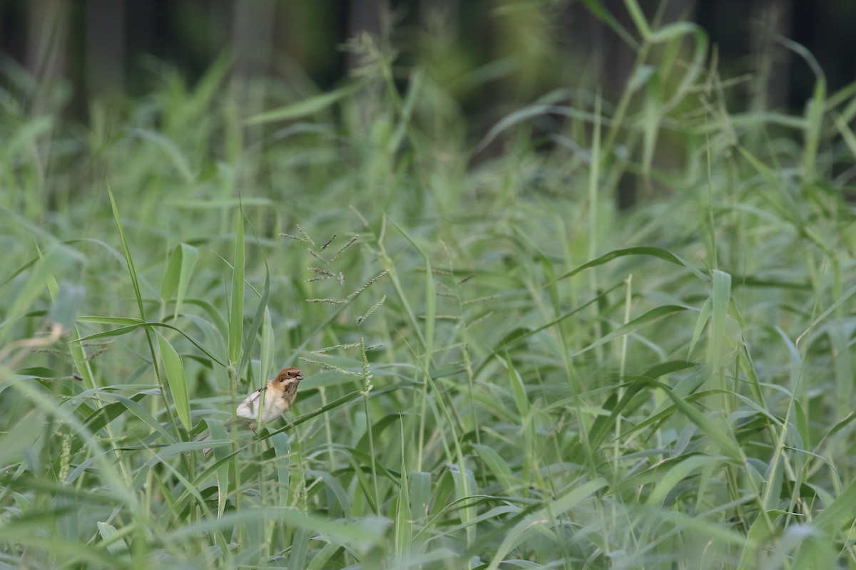 Полярная овсянка - ML646951440