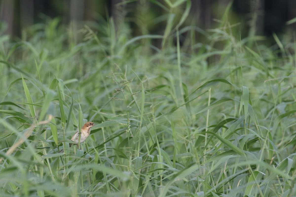 Полярная овсянка - ML646951441