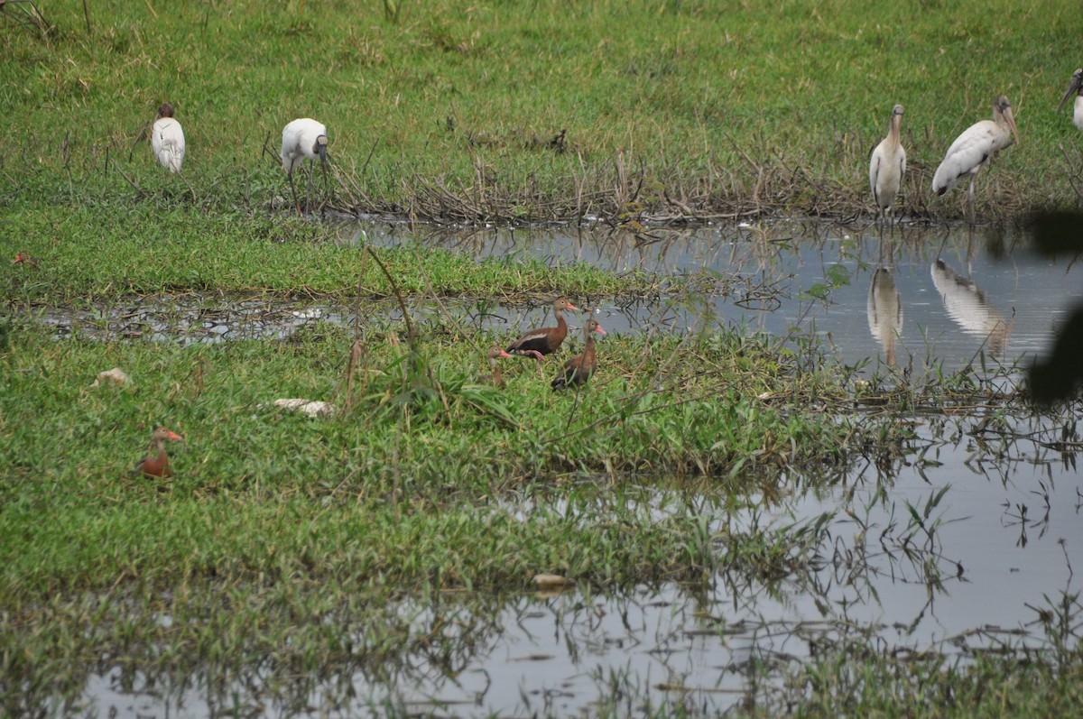 Black-bellied Whistling-Duck - ML646951444