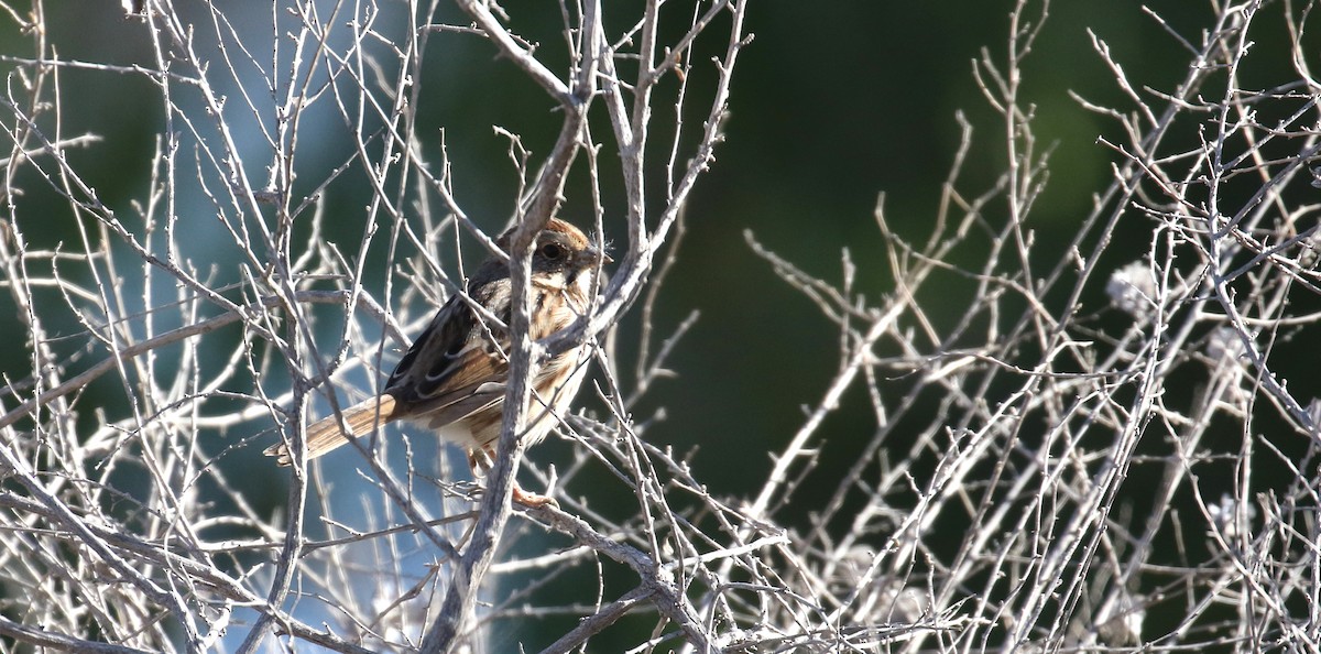 Song Sparrow - ML646951449