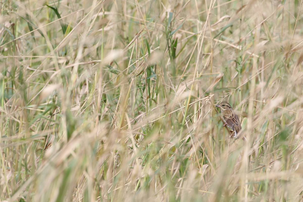 Седоголовая овсянка - ML646951451