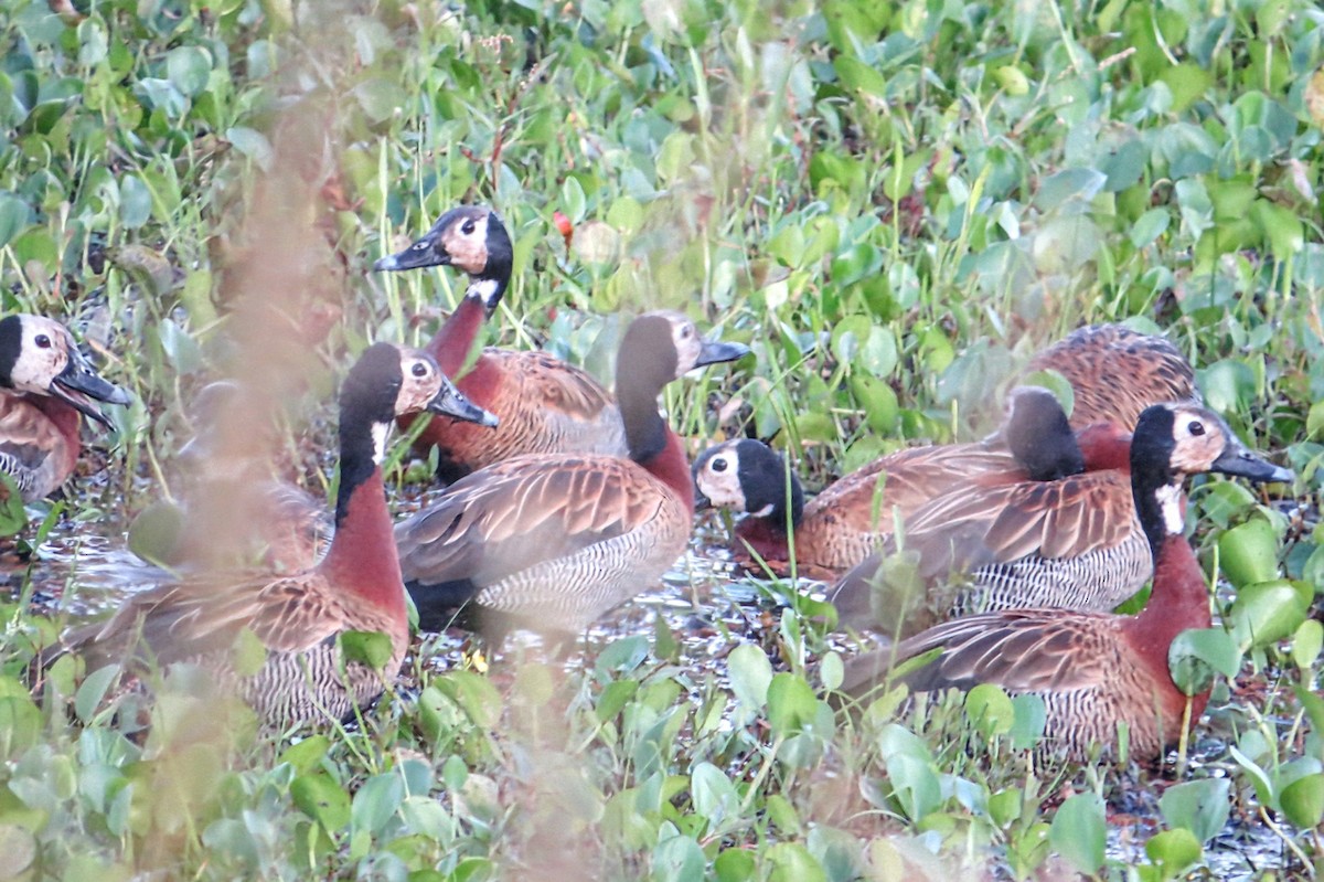 White-faced Whistling-Duck - ML646951453